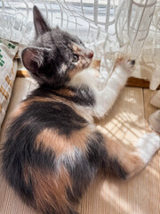 A Calico Kitten Playing with a Curtain in the Sunlight