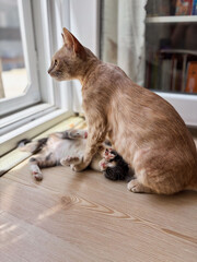 Mother Cat Watching Over her Playful Kitten