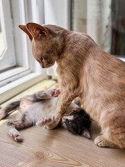 A Tender Moment Between a Mother Cat and her Kitten