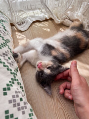 Person Petting a Happy Calico Kitten