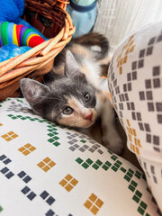 Cute Calico Kitten with Big Eyes Lying on a Pillow