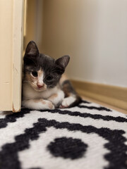 A Cute Kitten with Big Eyes Hiding Behind a Door Frame