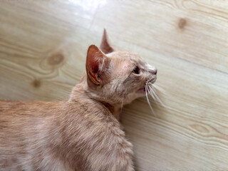Profile View of a Ginger Cat Lying on the Floor