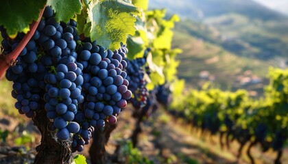 Fototapeta premium Ancient Vineyards Featuring Red Wine Grapes In The Douro Valley Wine Region Close To Porto, Portugal In Europe.