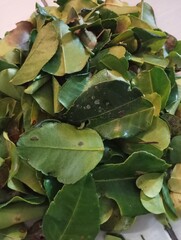 Jakarta, October 19, 2025 a pile of lime leaves that can be used for natural food aroma