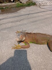 a tame iguana basks in the hot sun to warm its body