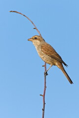 Juvenile Red-backed Shrike aka Lanius collurio perched on a branch with soft, fluffy plumage. Common bird in Czech republic.	
