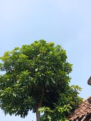 Lush green trees growing in the area of the house provide cool air
