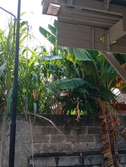 Banana trees and sugar cane growing in the yard add to the beautiful atmosphere