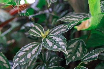 Close-up of a lush, vibrant plant with intricate leaf patterns