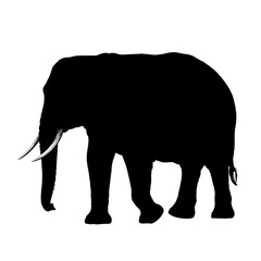 Fototapeta premium Majestic Elephant Silhouette A Stunning Wildlife Illustration Showcasing the Grace and Power of an African Icon on Black Background.