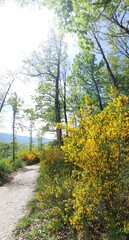 Sentiero di collina