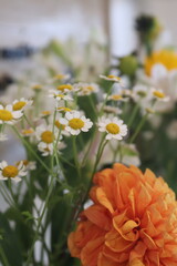 orange flower in the garden
