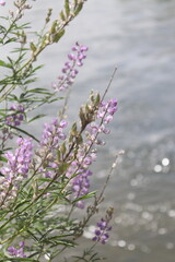 lavender flowers on the beach