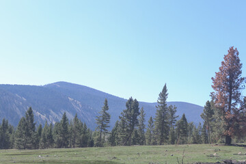 pine trees in the mountains