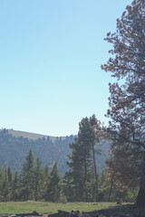 forest in the mountains