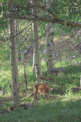 deer in the woods