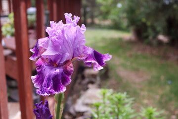 purple iris flower