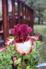 pink flowers in the garden