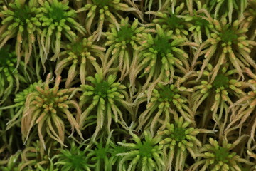 Sphagnum Cuspidatum ,Medium or large shoots, occurring in carpets or as a scattered submerged...