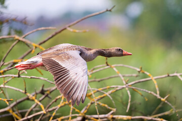 Graugans fliegt am Teich