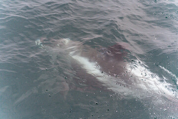 Naklejka premium Weißschnauzendelfin Island