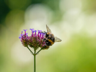 bumblebee looking for pollen on a blooming flower