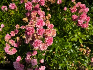 Cluster of Pink Miniature Roses in Summer Sunlight