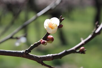 branch of a tree