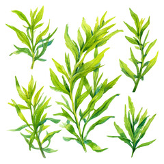 Obraz premium My Watercolor illustration fresh tarragon painting isolated on a white background, illustration, AI painting design, vector set, eps format, My illustration design, collection