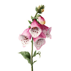 My Watercolor illustration foxglove flower painting isolated on a white background, illustration, AI painting design, vector set, eps format, My illustration design, collection © Zizak