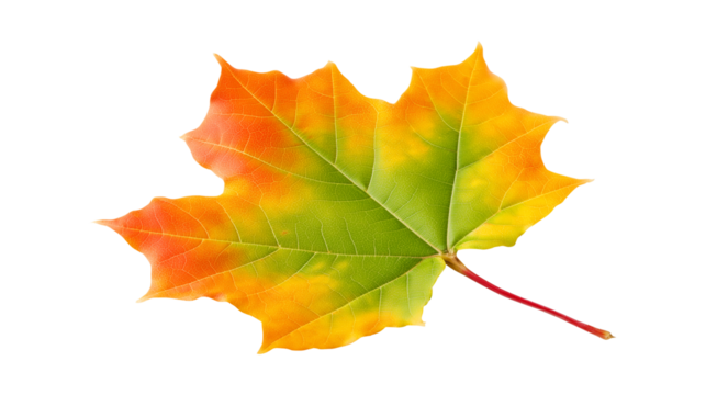 A single colorful maple leaf showing the autumn seasonal transition