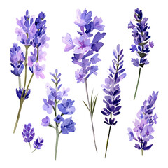 Elegant watercolor art of lavender sprigs, soft artistic strokes, isolated on a clean white background, vector-based EPS illustration. simple set © Zizak