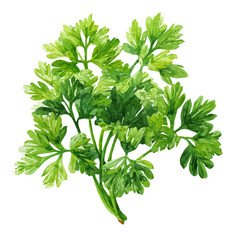 hand-painted parsley bunch from overhead view, blue flower in watercolor style painting for artist, with green leaf, simple design for plant set, illustration