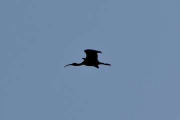crow in flight