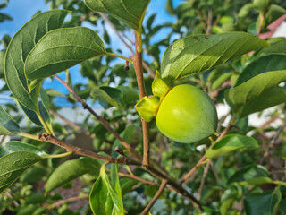 It is a persimmon tree with unripe persimmons.