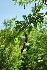 Fototapeta premium Close-up of lush green foliage with seed pods.