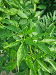 This is a close-up of pepper leaves.