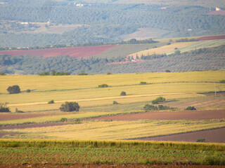 Obraz premium A scenic rural landscape featuring golden agricultural fields with curved tractor tracks, a red farming vehicle, and distant rolling hills under a clear sky. The image captures the beauty of cultivate