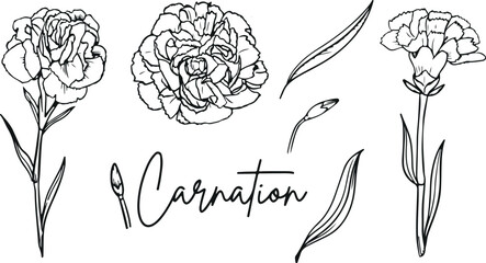Carnation Flower Outline – Botanical, Floral, Garden, Romantic, Nature, Hand-Drawn, Elegant Vector