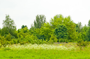 summer background, photo of green meadow against gray sky and flowers