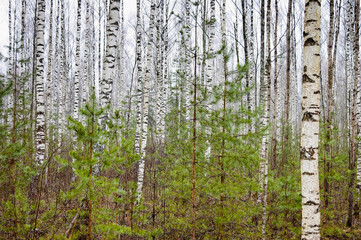 Forest background, in the photo white birch trunks, young green spruce and gray sky