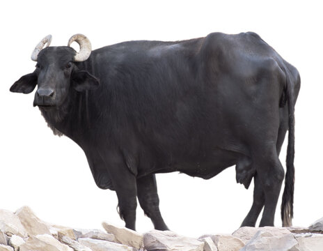 The Murrah buffalo (Bubalus bubalis) is a prized domestic water buffalo breed from India, renowned for its high milk production, resilience, and adaptability. Recognized by its jet-black color