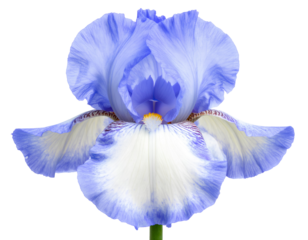 Blue iris blossom with delicate petals and natural shading, isolated on a transparent background.
