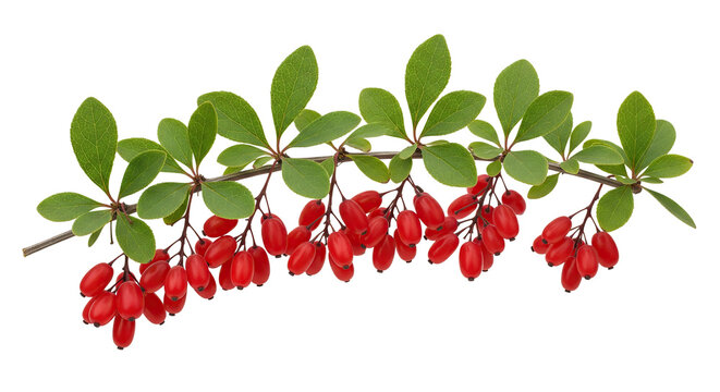 Barberry branch with green leaves and red berries isolated
