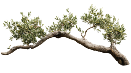 Olive tree twigs branches isolated on white background
