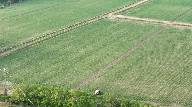 Large maize field with straight rows and intersecting dirt paths, illustrating the scale and geometry of modern crop cultivation in the countryside during the growing season, slow motion