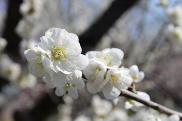 cherry tree blossom