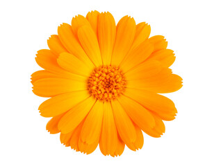  Orange Marigold Flower Top View, Floral Decoration Element, isolated on a transparent background.