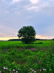 field, sky and tree. Beautiful summer landscape, lush green colors. bright sunset, wildflowers in the grass. Vertical